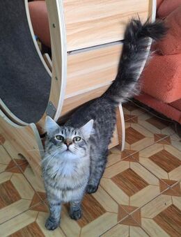 Verschmuster, hübscher Kater Chef - Karlsruhe