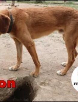 hübscher Leon sucht seine Familie - Margetshöchheim