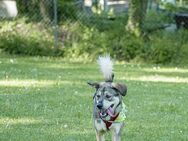 ROCKY sucht sein für immer Zuhause - Malsch (Landkreis Karlsruhe)