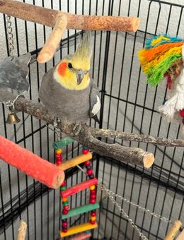 Nymphensittich - Reutlingen