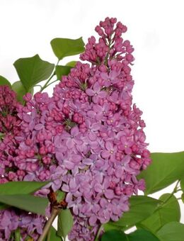Flieder gefüllt, violett blühend - Soest