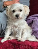 Die kleine Cleo sucht ein Zuhause in 42897