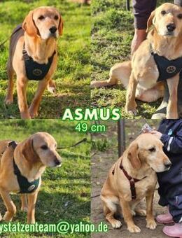 Asmus - eine typische Labradorseele - Schafflund