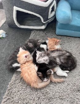 Flauschige Maine Coon / Perser Mix kitten - Mücke