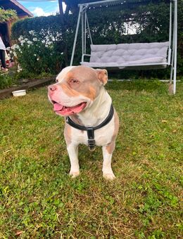 American Bully Pasha 6 Jahre - Bad Mergentheim