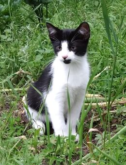 Hübscher Kater sucht dich - Sanitz