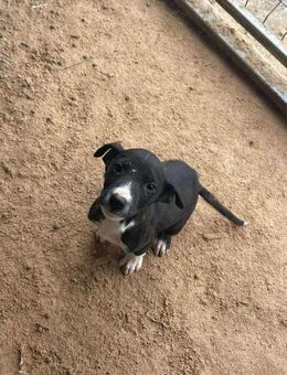 B683 traurige Hündin sucht Familie - Neuberg