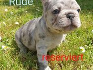 Zuckersüße Französische Bulldoggenwelpen aus liebevoller Familienzucht - Frankfurt (Main)