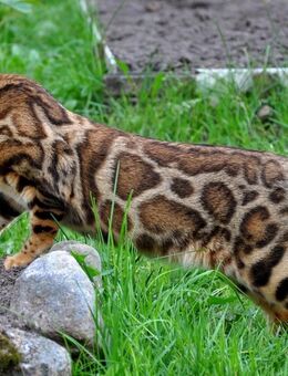 Hübsche Intelligente reinrassige Bengalkatze - Grevenbroich