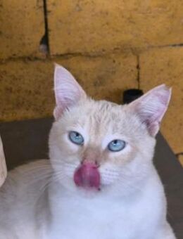 Hugo sanfter Herzensbrecher sucht DICH - Walluf