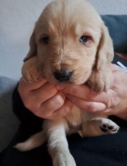 Doodle Welpen abzugeben - Babenhausen (Hessen)