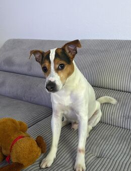 Jack Russell Terrier „Chicko“ - Baunatal