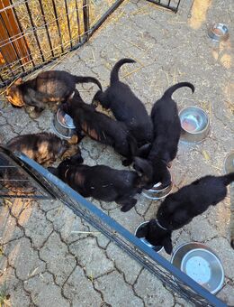 Deutsche Schäferhund Welpen (Leistungszucht) suchen... - Garching (Alz)