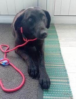 Nicki - Hausen (Würzburg)