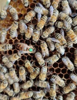 Bienenvolk Carnica Königin aus 2024 auf 11 DNM Waben sehr sanftmütig - Seelze