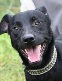 OLI möchte die Welt erkunden - Gefrees