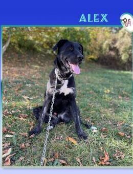 Alex - energisch & freundlich - Alfeld (Leine)