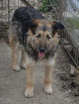 Quinn sucht ihren Kuschelpartner 💕 - Sindelfingen