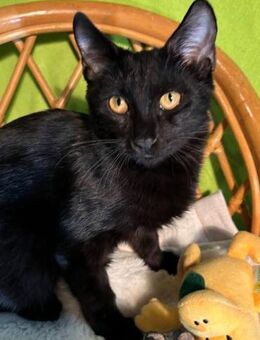 Noir - mit einem Fell wie Seide - Kirchheim (München)