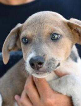 Speranza wünscht sich Zuhause - Neuss