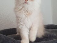 Ein Perser Katerchen sucht noch Kuschelpersonal - Potsdam