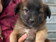 BW 46 ist einfach nur Zucker 🐾 - Elsdorf (Nordrhein-Westfalen)