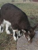 Zwergziegen, Zwergziege mit Lämmer, Bock in 38855