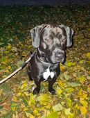 Smoky ist auf Körbchensuche in 06122