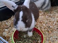 Zwergkaninchen Dame sucht ein neues Zuhause - Berlin Marzahn-Hellersdorf