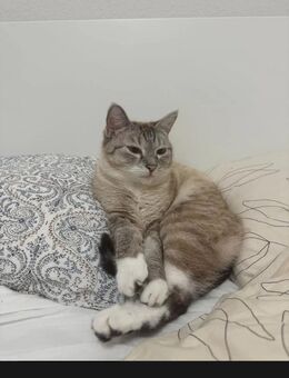 Weibliche Katze sucht neues Zuhause - Berlin Spandau