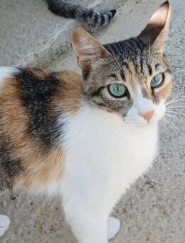 Beba- sanfte Schönheit sucht Zuhause! - Bergkirchen