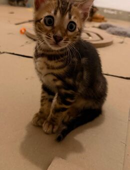 Bengal Katzenbabys suchen ein liebevolles Zuhause - Nieder-Olm