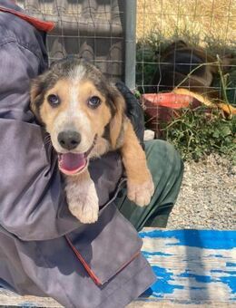 Leon, kleiner Herzensbrecher, 4 Monate - Vaterstetten