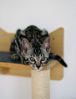 HAPPY-HOME GESUCHT!!! Reinrassige Bengal-Kitten mit Stammbaum - Rottweil