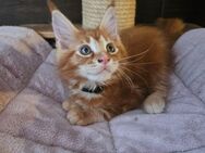 Maine Coon mit Stammbaum ab zu geben - Euskirchen Zentrum