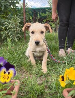 Nodin - ein bezauberndes Hundekind! - Heinsberg