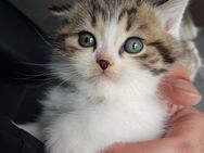 Weiße Katze mit einer britisch-grauen Mutter und einem weißen türkischen Vater, 3 Monate alt, bei bester Gesundheit - Saarbrücken