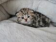 Wunderschöne Kitten in 48499
