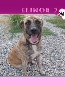 🧡 ELINOR 2 - SUCHST DU VIELLEICHT MICH? - Alfeld (Leine)