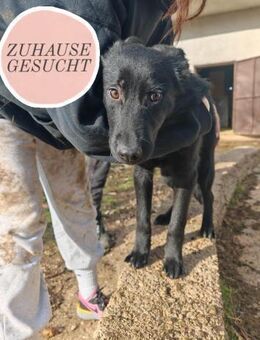 SIGMA sucht liebevolles Zuhause oder PS❤ - Saarbrücken