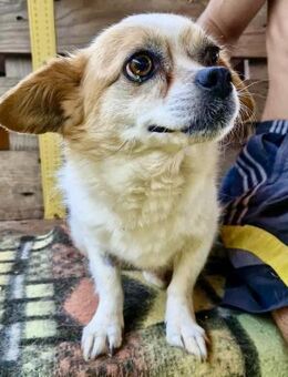 Kleine 6,5kg - Hündin Dotti - Koblenz