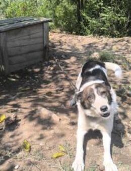 ❤️VENTSISLAVA - LANGZEITINSASSE HOFFT... - Alfeld (Leine)