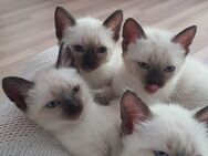 Süße Siam Katzenbabys - Aachen
