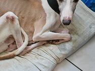 Chicco sucht neues Zuhause - Frankfurt (Main)