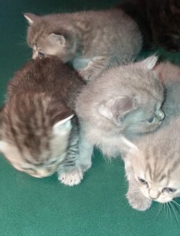 BKH Kitten reinrassig - Plettenberg