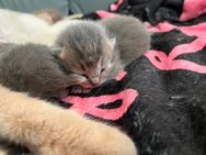 BKH Kitten - Göttingen