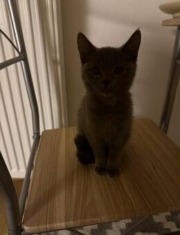 Eine wunderschöne Katze sucht einen liebevollen Besitzer: 3,5 Monate Glück - Wertheim