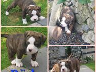 Oeb-Alba-Bulldoggen - Schlotheim