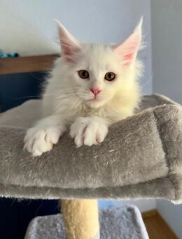 Mein Coon Kitten - Schöffengrund