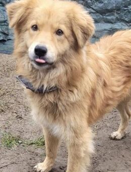 LUTZ, anhänglich, verspielt, gelehrig - Alfeld